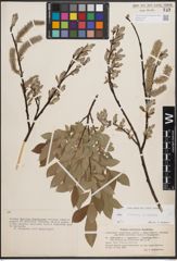 Foto von Salix cinerea L. x Salix repens L.
